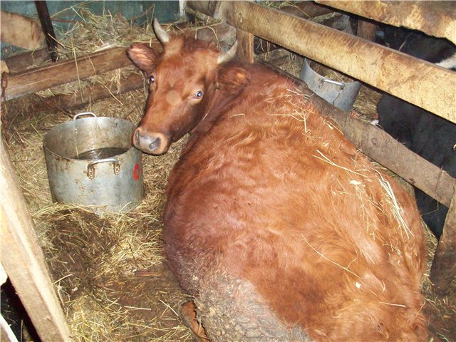 How to know when a cow is calving