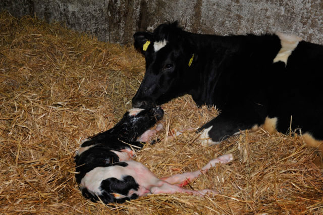 How to know when a cow is calving