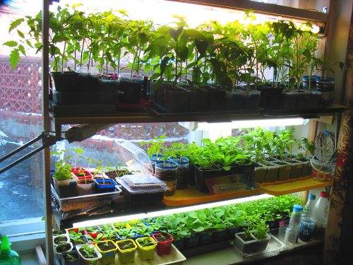 How to make a backlit seedling rack