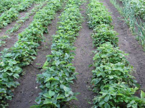 How to make a bed for strawberries