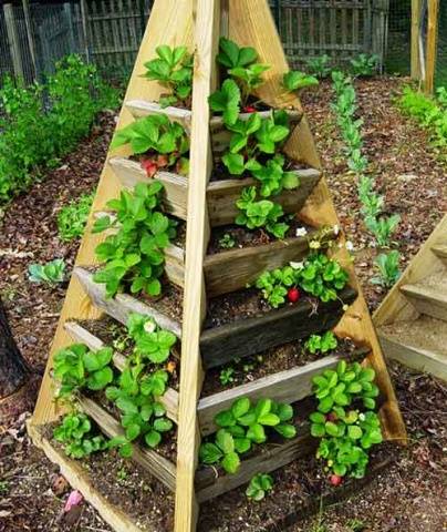 How to make a bed for strawberries