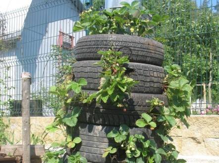 How to make a bed for strawberries