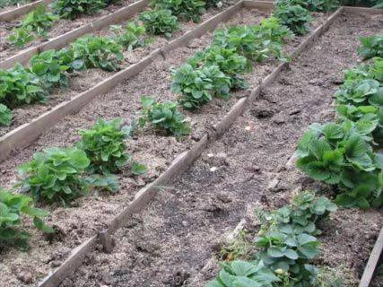 How to make a bed for strawberries