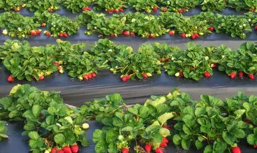 How to make a bed for strawberries