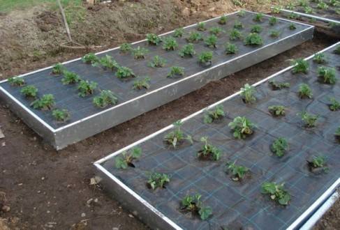 How to make a bed for strawberries