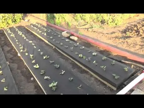 How to make a bed for strawberries