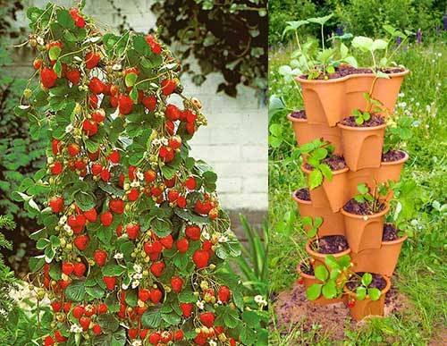 How to make a bed for strawberries