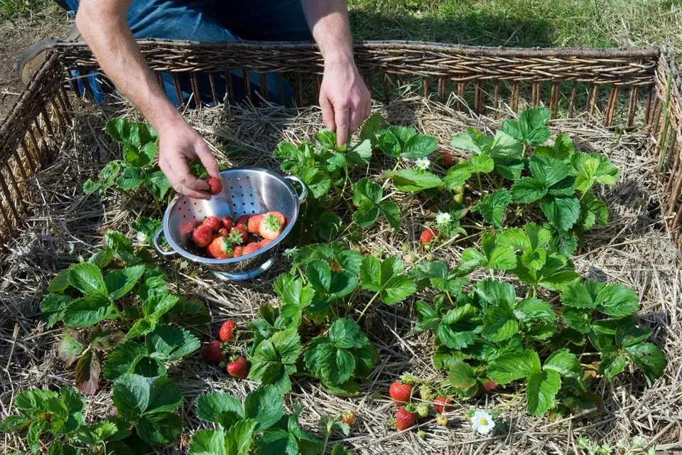 How to make a bed for strawberries