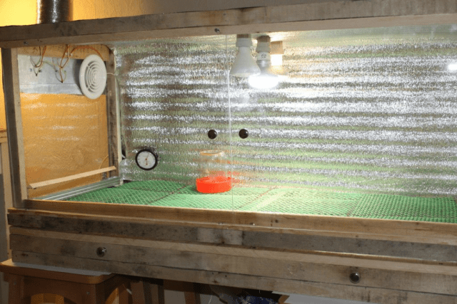 How to make a brooder for quails with your own hands 