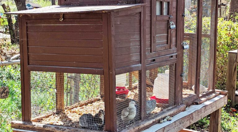 How to make a brooder for quails with your own hands 