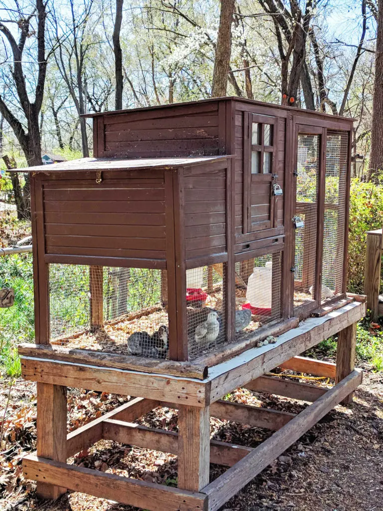 How to make a brooder for quails with your own hands 