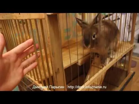 How to make a bunk cage for rabbits + drawing