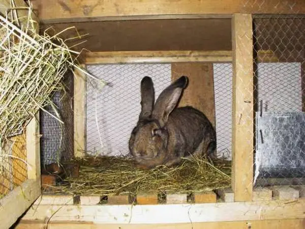 How to make a cage for rabbits