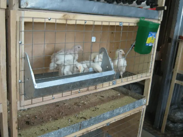 How to make a chicken coop for broilers with your own hands + photos, drawings 