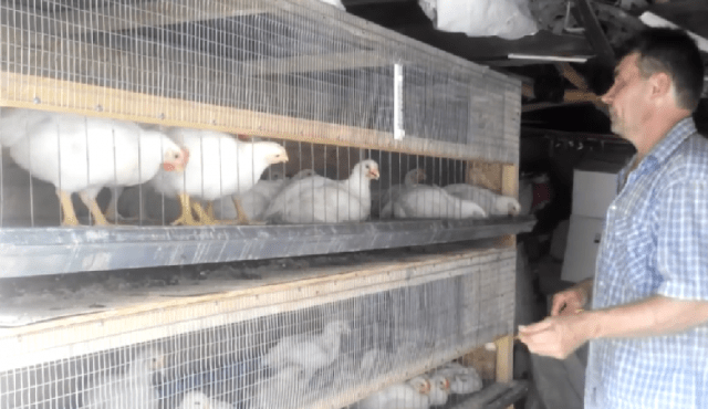 How to make a chicken coop for broilers with your own hands + photos, drawings 