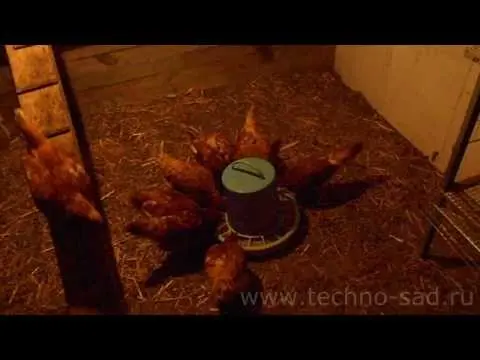 How to make a do-it-yourself chicken feeder 