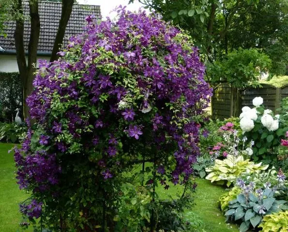 How to make a do-it-yourself clematis support