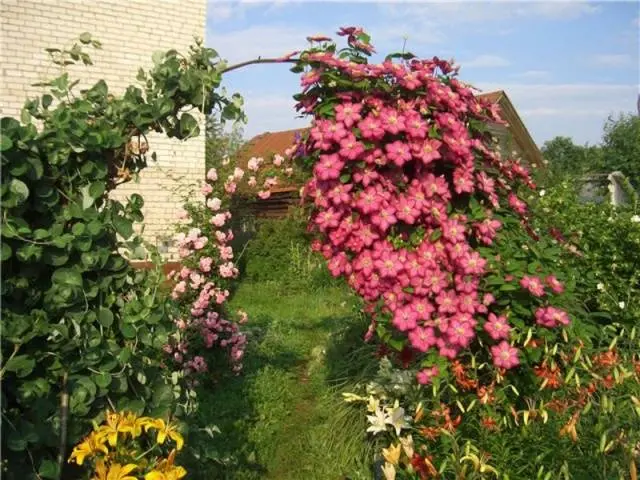 How to make a do-it-yourself clematis support