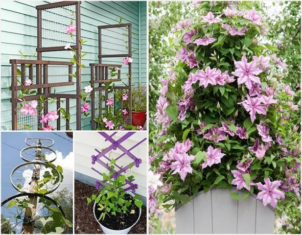 How to make a do-it-yourself clematis support