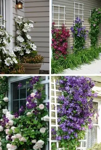 How to make a do-it-yourself clematis support