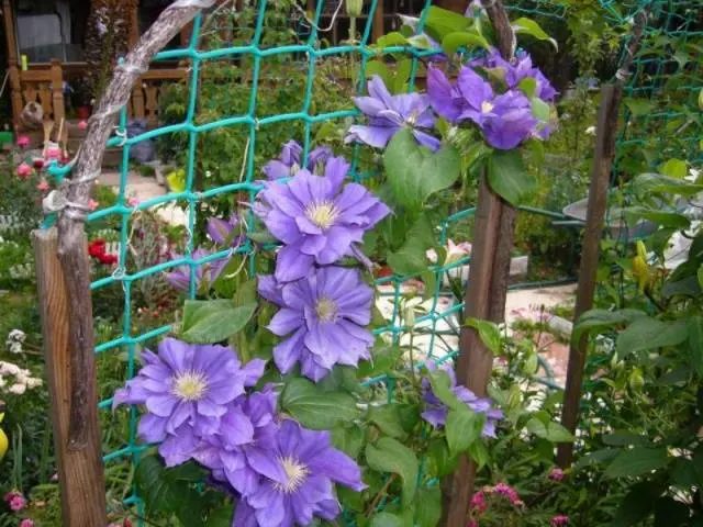 How to make a do-it-yourself clematis support