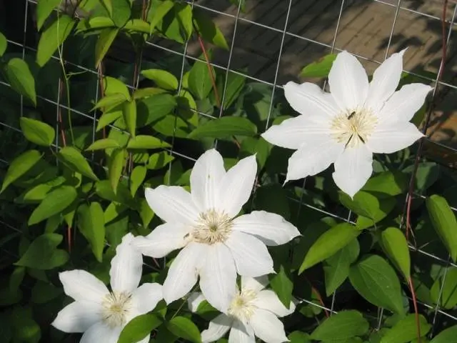 How to make a do-it-yourself clematis support