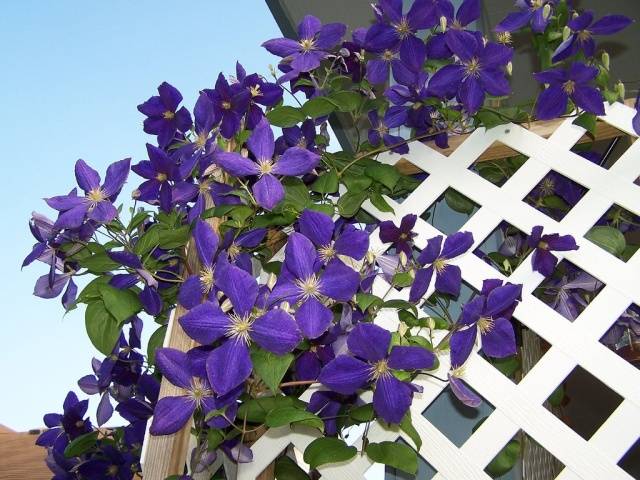 How to make a do-it-yourself clematis support