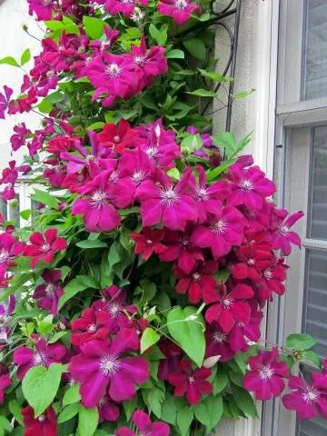 How to make a do-it-yourself clematis support