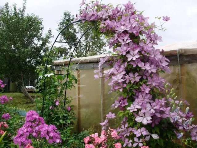 How to make a do-it-yourself clematis support