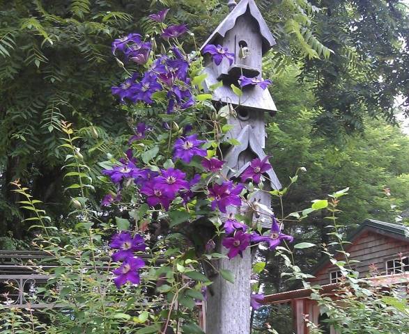 How to make a do-it-yourself clematis support