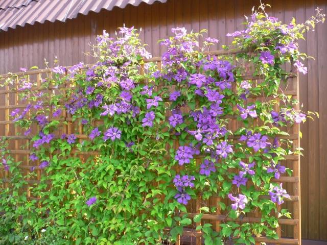 How to make a do-it-yourself clematis support