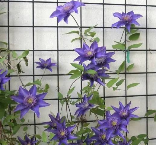 How to make a do-it-yourself clematis support