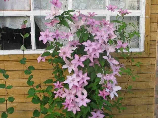 How to make a do-it-yourself clematis support