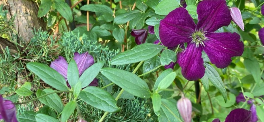 How to make a do-it-yourself clematis support