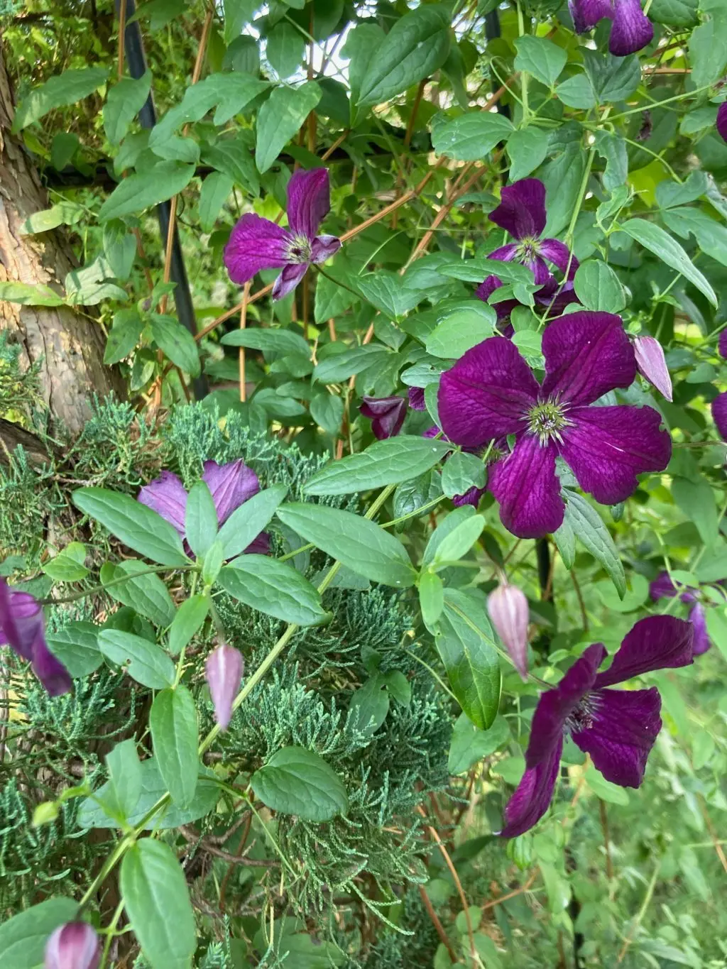 How to make a do-it-yourself clematis support