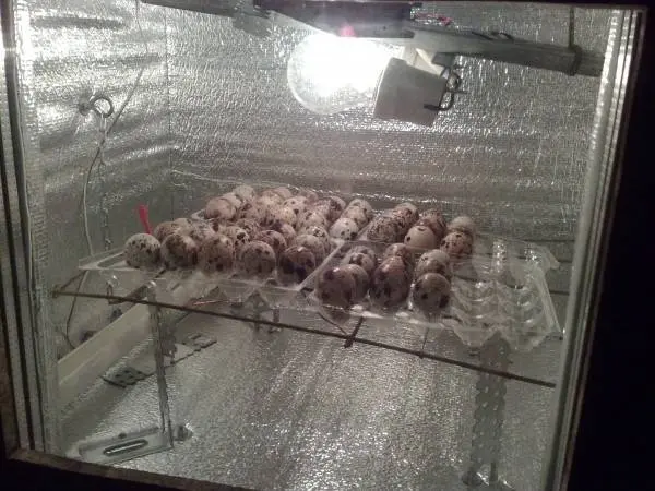 How to make a do-it-yourself quail incubator