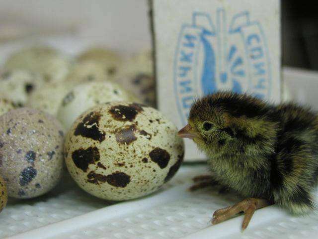 How to make a do-it-yourself quail incubator