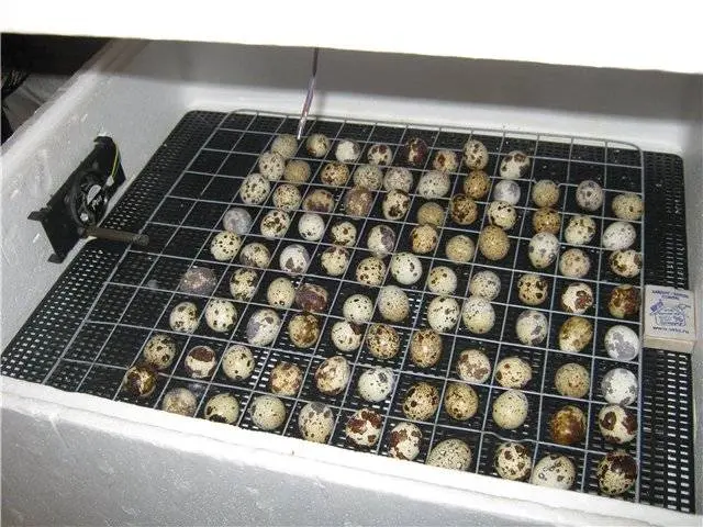 How to make a do-it-yourself quail incubator