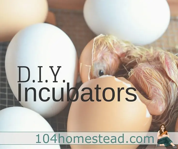 How to make a do-it-yourself quail incubator