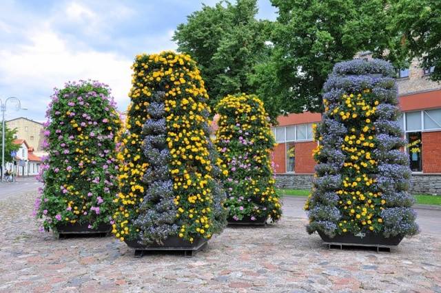 How to make a garden out of plastic bottles