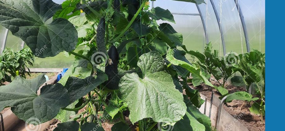 How to make a greenhouse for cucumbers with your own hands