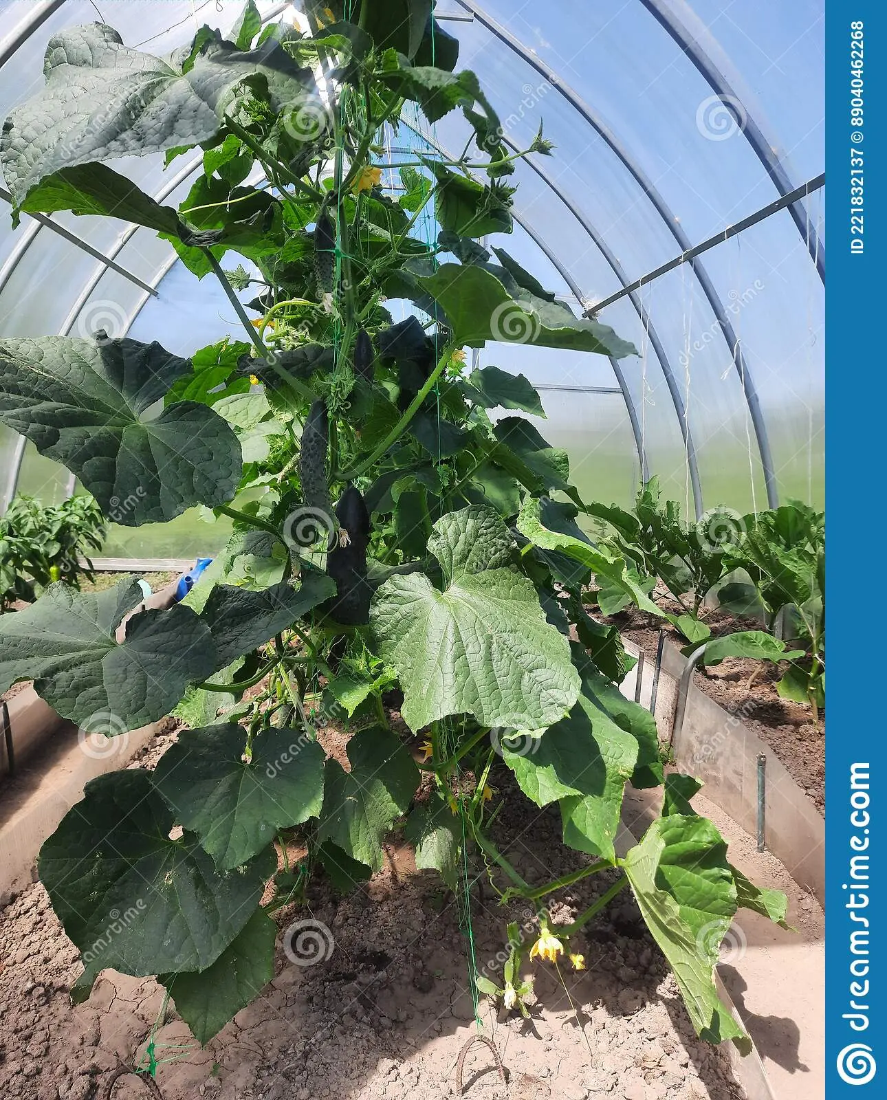 How to make a greenhouse for cucumbers with your own hands