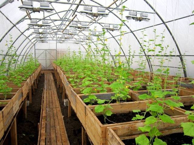 How to make a greenhouse for growing cucumbers all year round