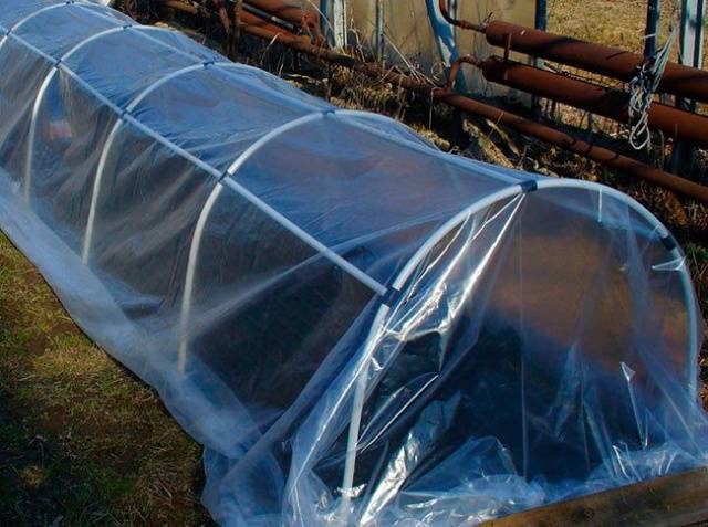 How to make a greenhouse from improvised materials