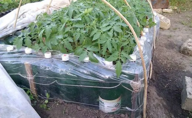 How to make a greenhouse from improvised materials