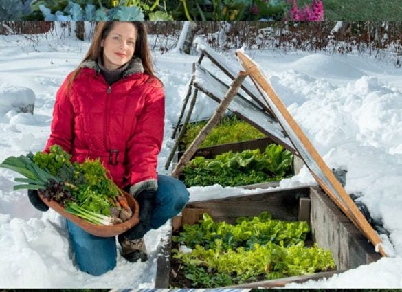 How to make a greenhouse from improvised materials