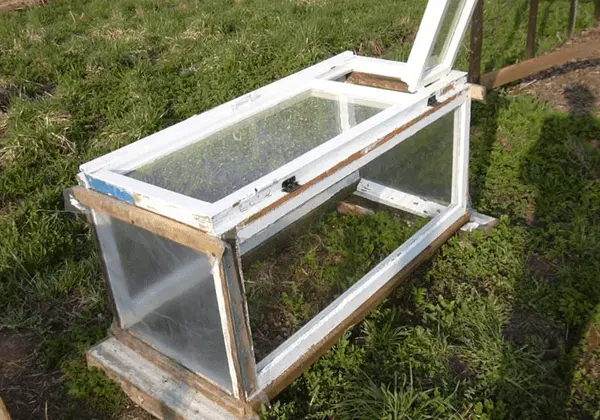 How to make a greenhouse from improvised materials