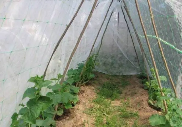 How to make a greenhouse from improvised materials