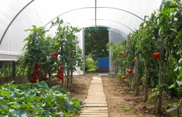 How to make a greenhouse out of plastic pipes