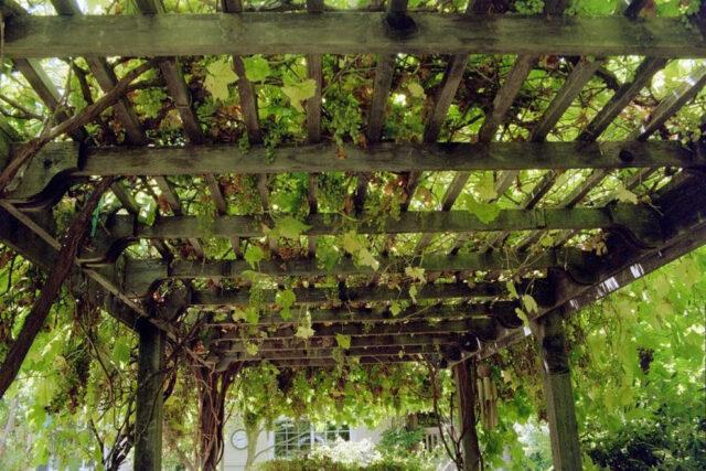 How to make a pergola for grapes with your own hands